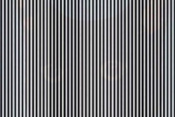 Illusione ottica: riesci a vedere l'animale nascosto nella foto?