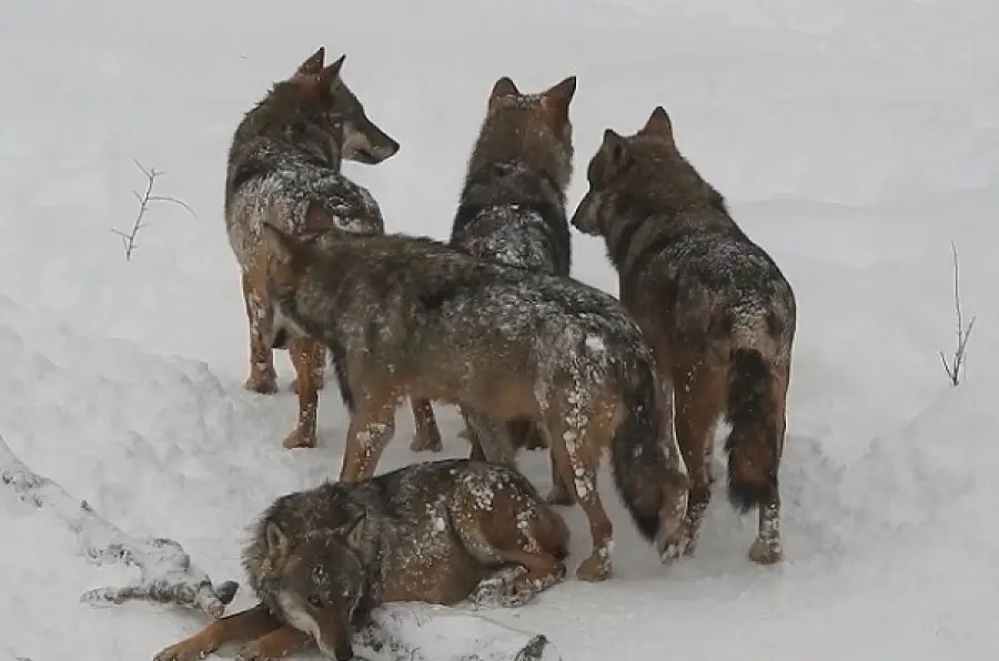 L'Aquila: un branco di lupi gioca nella neve (VIDEO)