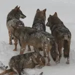 L'Aquila: un branco di lupi gioca nella neve (VIDEO)