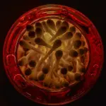 Cotton fioc di plastica, aboliti dal 2019: divieto di produzione