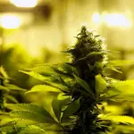 Canapa light: cos’è, perché è legale e dove comprarla