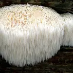 Cos’è Hericium Erinaceus e a cosa serve