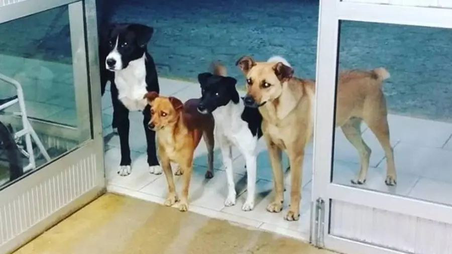 Brasile, senzatetto ricoverato in ospedale: i suoi quattro cani lo attendono all'ingresso