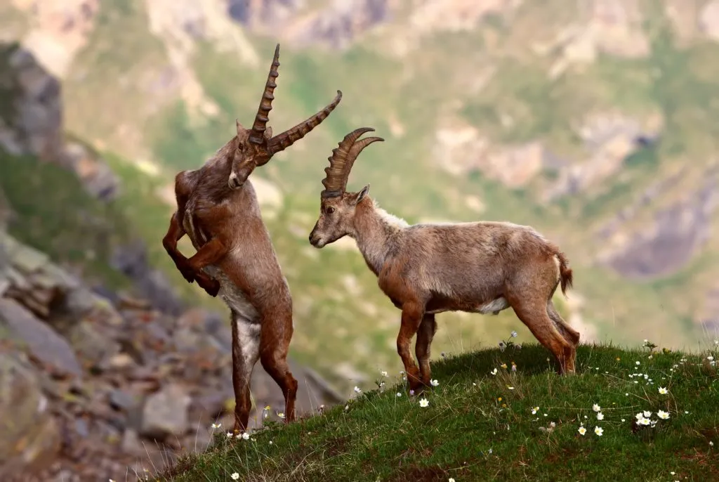 Razze di capre: Egagro, Stambecchi, Turs e Markhor