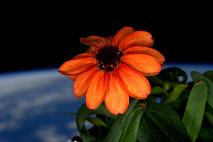 Sboccia fiore sulla Stazione Spaziale Internazionale