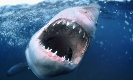 Denti Perpetui come Squali: Scoperto Meccanismo Rigenerante