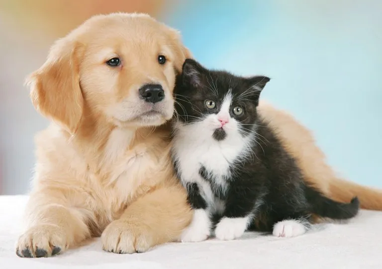 Cani Amano Padroni più dei Gatti: Livello Maggiore Ossitocina
