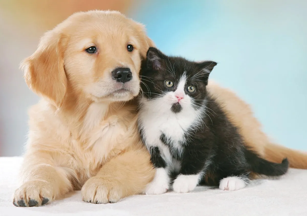 Cani Amano Padroni più dei Gatti: Livello Maggiore Ossitocina