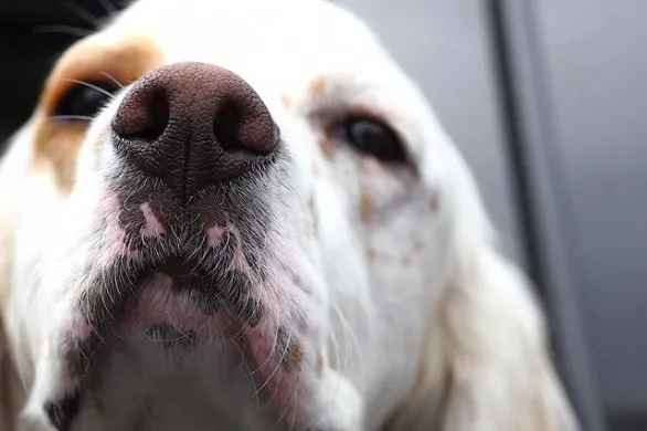 Fiuto cani modello per naso elettronico contro tumori