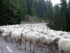 Pecore non vaccinate: pastore bresciano multato