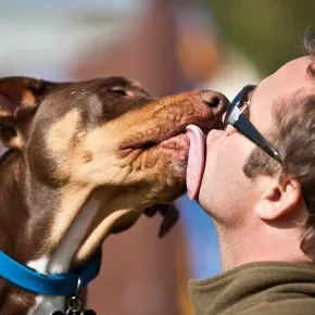 Leccate sul viso del cane causano setticemia? Donna inglese ha sfiorato morte