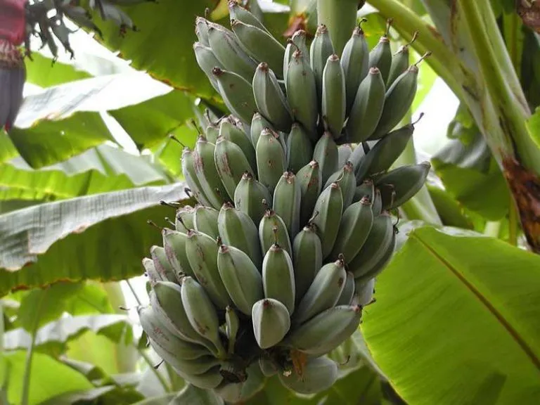 Banane a rischio estinzione per funghi patogeni