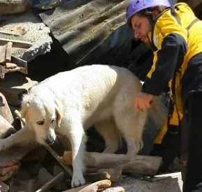 Terremoto, come tranquillizzare micio e fido?