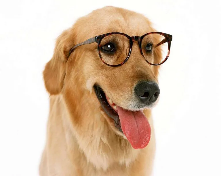 Lenti a contatto e occhiali per cani e gatti