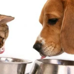 Diabete mellito cane e gatto: sintomi e prevenzione