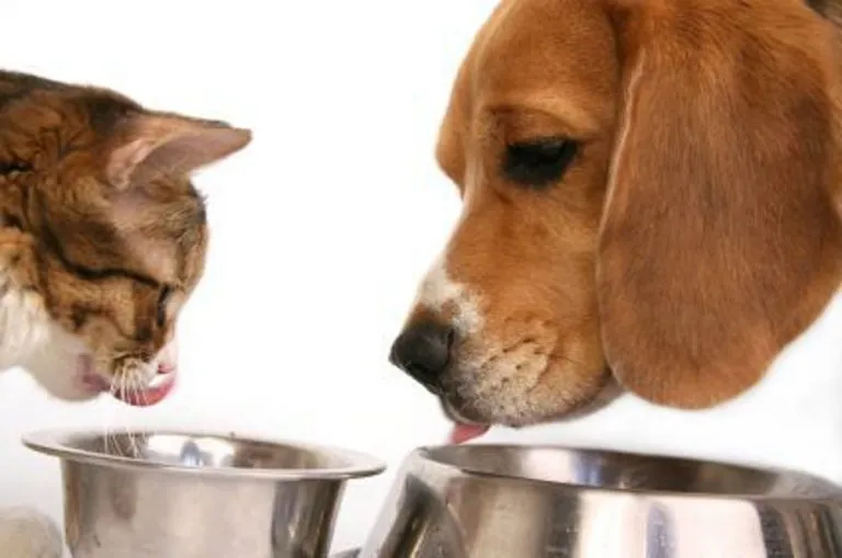 Diabete mellito cane e gatto: sintomi e prevenzione
