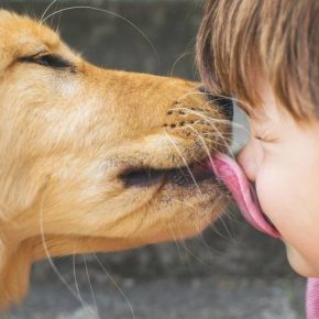 Farsi leccare il viso dai cani sarebbe pericoloso: ecco perché