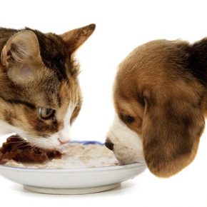 Ambiente rovinato da cibo per cani e gatti