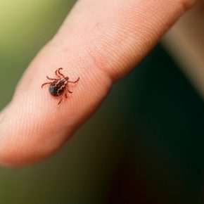 Zecche e malattia di Lyme: la prevenzione per evitare guai