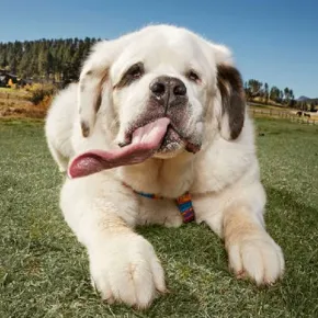 Cane con la lingua più lunga del mondo è Mochi, un San Bernardo