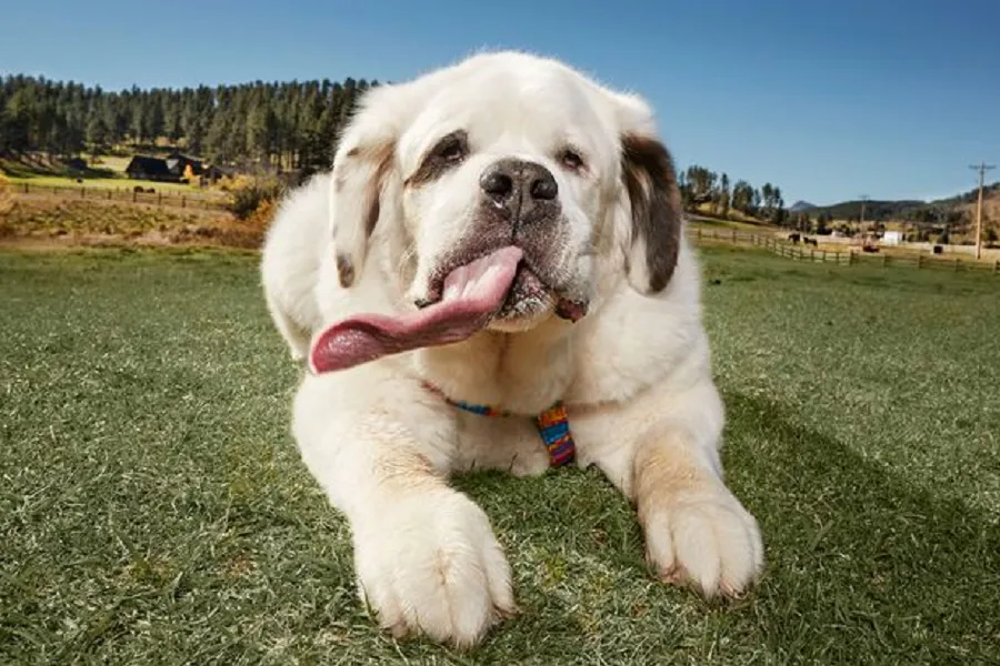 Cane con la lingua più lunga del mondo è Mochi, un San Bernardo