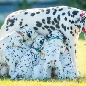 La Carica dei 101 diventa realtà: parto dalmata da record