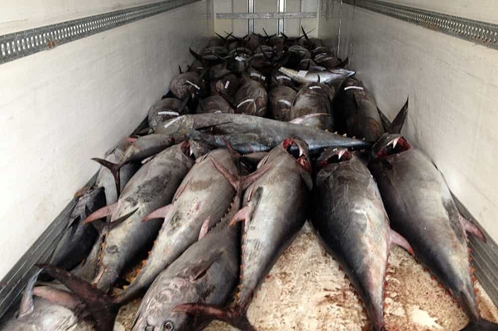 Pesce spagnolo è il cibo più pericoloso del mondo
