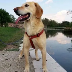 Albergatrice lascia un milione di euro ai cani, un gesto d’amore per chi non l’ha tradita mai