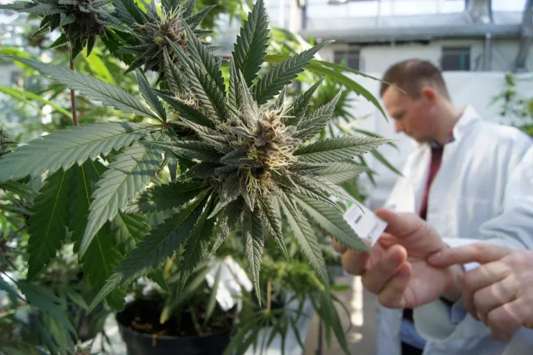 Cannabis terapeutica finanziata dal SSN: la svolta
