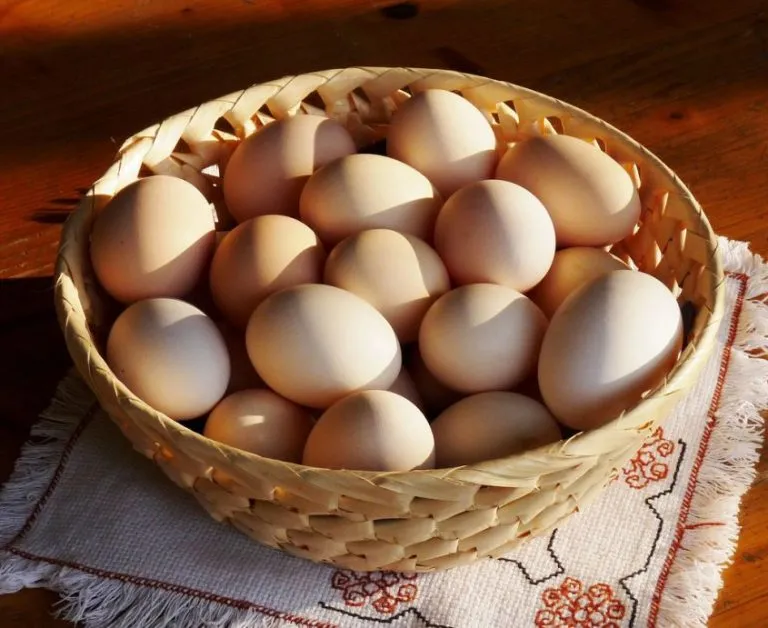 Uova fanno bene al cervello dei bambini: quante mangiarne?