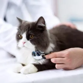 Gatto malato di Aids curato a spese del Comune, proteste