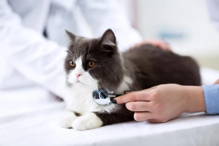 Gatto malato di Aids curato a spese del Comune, proteste