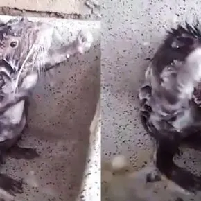 Video del topo che si fa la doccia diventa un tormentone