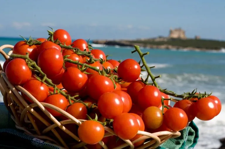 Raccolta del pomodoro Pachino diventa inutile: il motivo