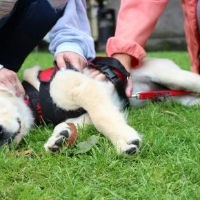 Cani autistici per i vaccini: la bufala no vax è un evergreen