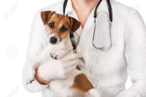 Cani e gatti curati gratis dai veterinari: la proposta di legge