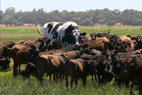 Australia, chi è Knickers la mucca gigante