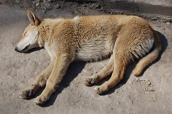 Parvovirosi canina, il virus killer dei cani