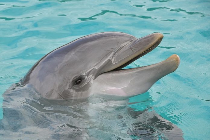 Cilento secondo delfino morto
