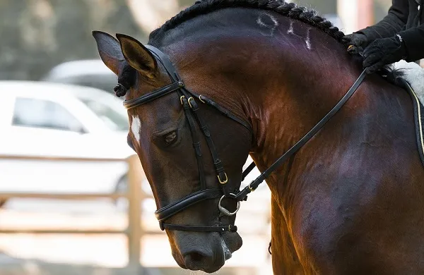 Latina: incidente a cavallo, grave una 12enne ricoverata al Bambin Gesù