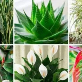 Piante da tenere in casa: molte fanno bene alla salute