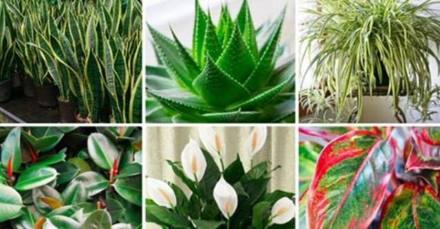 piante purificatrici che fanno bene alla salute