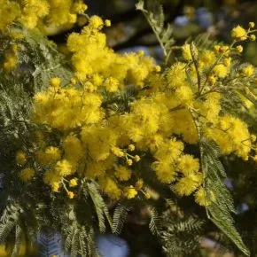 Festa della Donna: mimosa, iniziative e origini dell’8 Marzo
