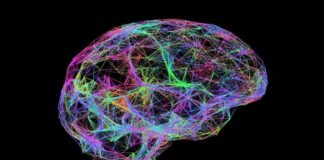 declino-memoria-connessioni-neuronali