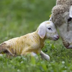 Pasqua, perché si mangia l’agnello: origini della tradizione e critiche