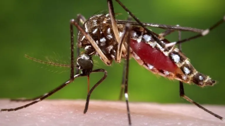 Chikungunya, malattia virale della zanzara tigre: le cose da sapere