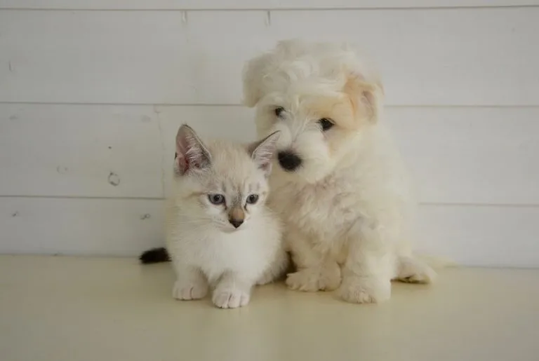 Cani o gatti abbandonati? Cosa fare e i numeri utili a disposizione
