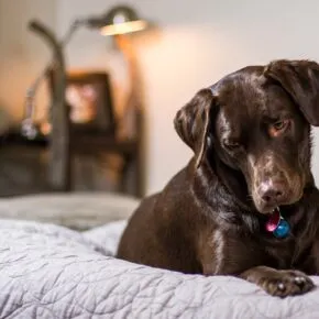 Vivere in appartamento con un labrador: consigli utili su come comportarsi